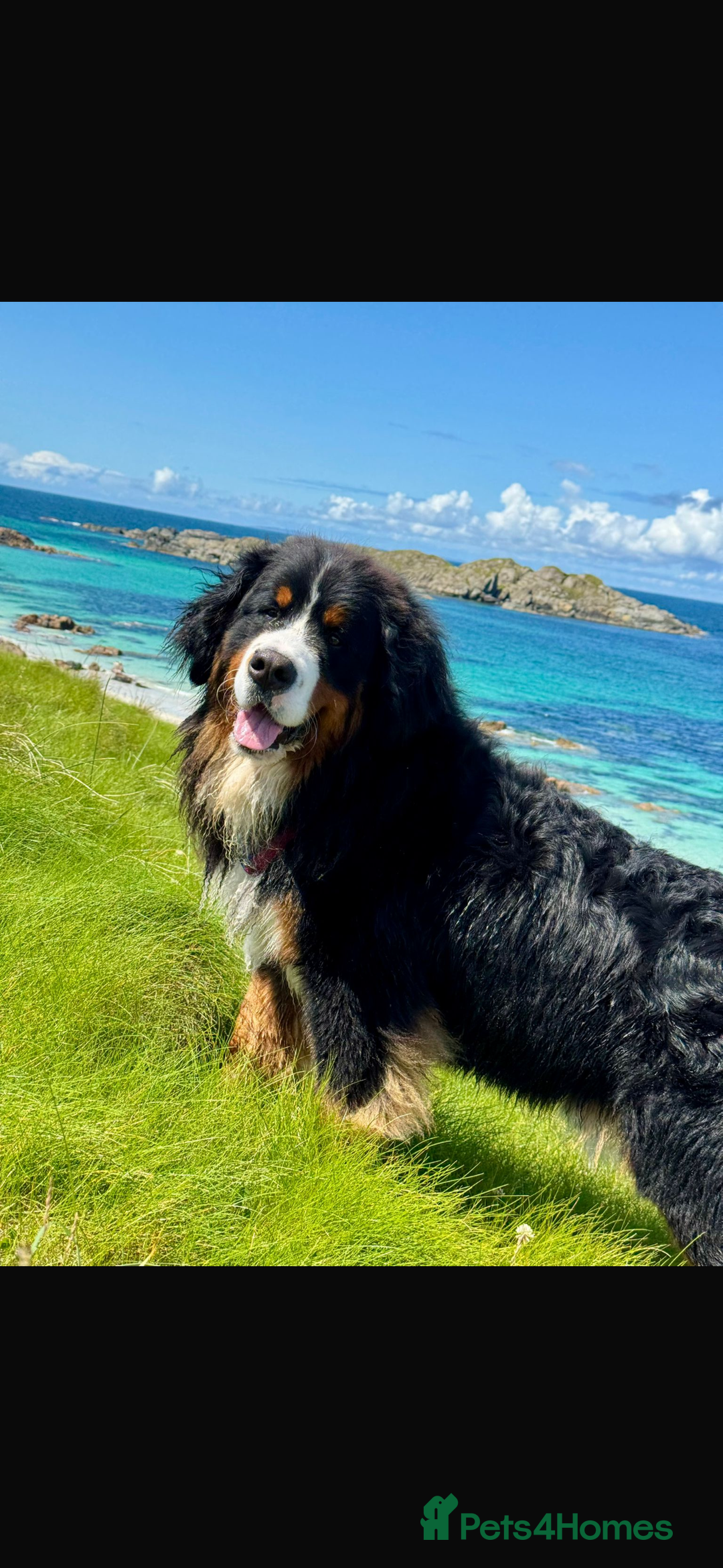 Bernese Mountain Dog dogs for stud: Gorgeous Bernese stud Maui - Advert 16