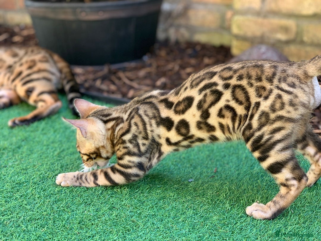 Bengal cats for sale: Top quality pure breed bangal kittens available  - Image 19