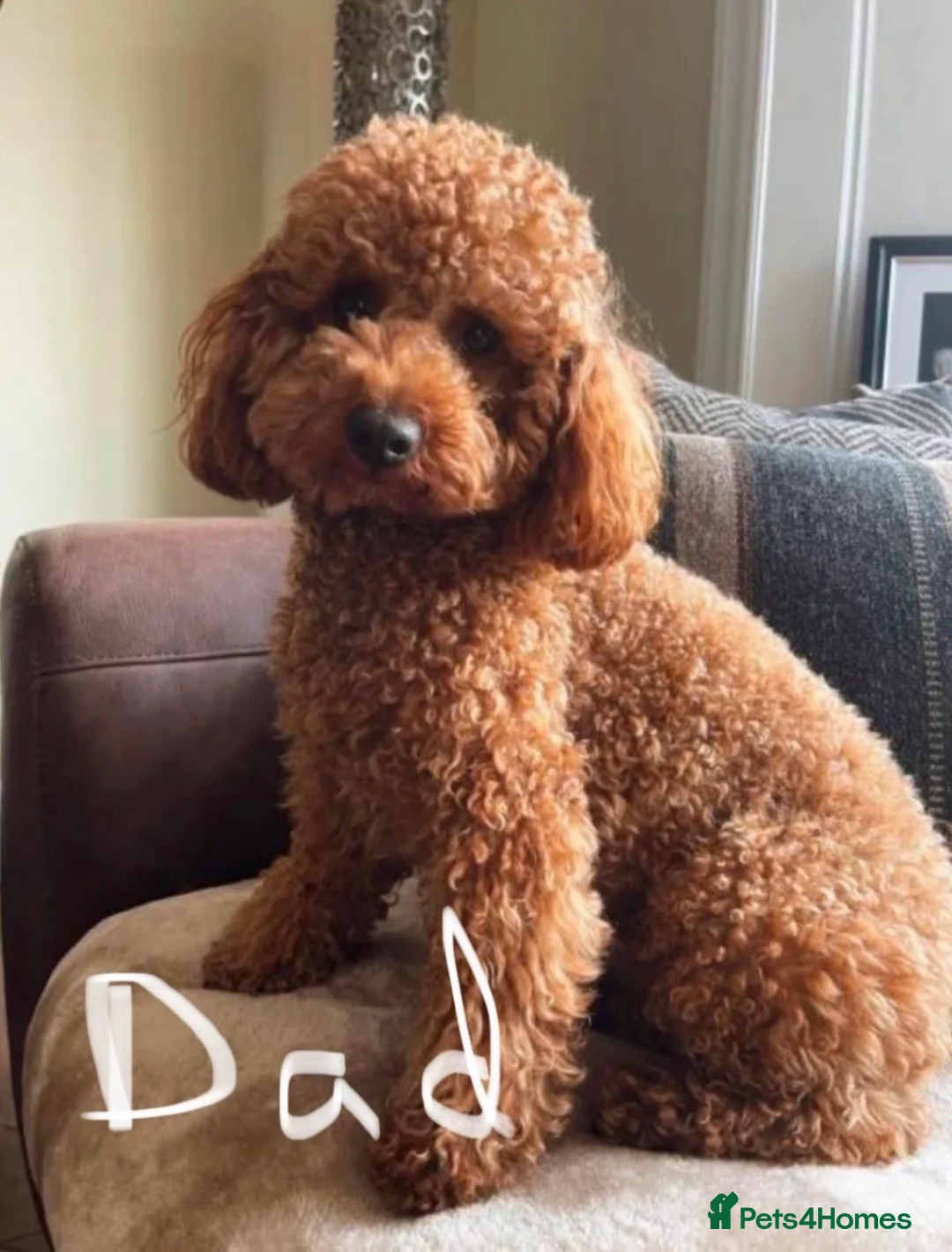 Cavapoo dogs for sale: Cavapoo puppies boys and girls  - Advert 12