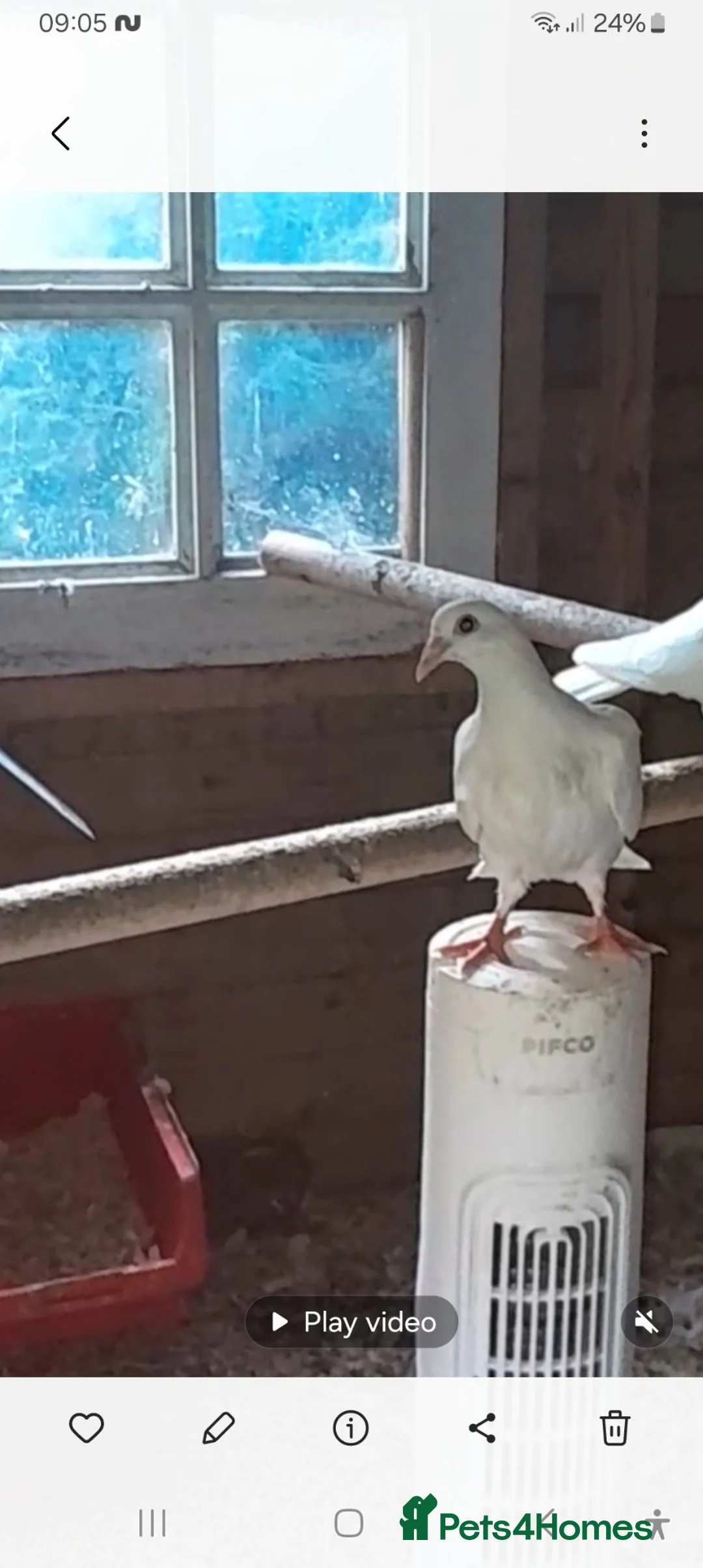 Doves birds for sale: Pure white and coloured fantails  in York - Advert 2
