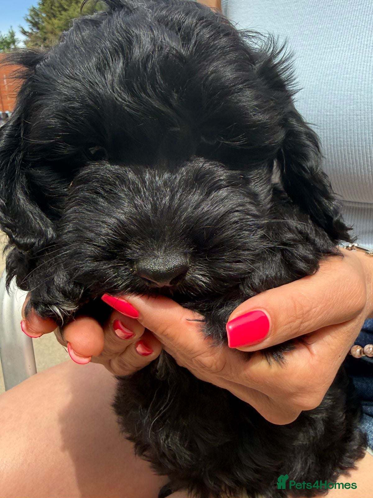 Cockapoo dogs  Meet Our stunning  F1B Cockapoo Puppies. - Advert 1