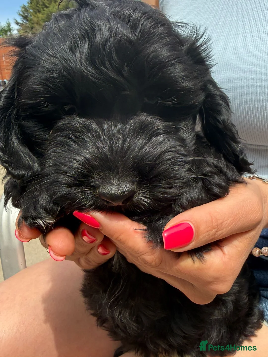 Cockapoo dogs for sale:  Meet Our stunning  F1B Cockapoo Puppies. - Advert 2