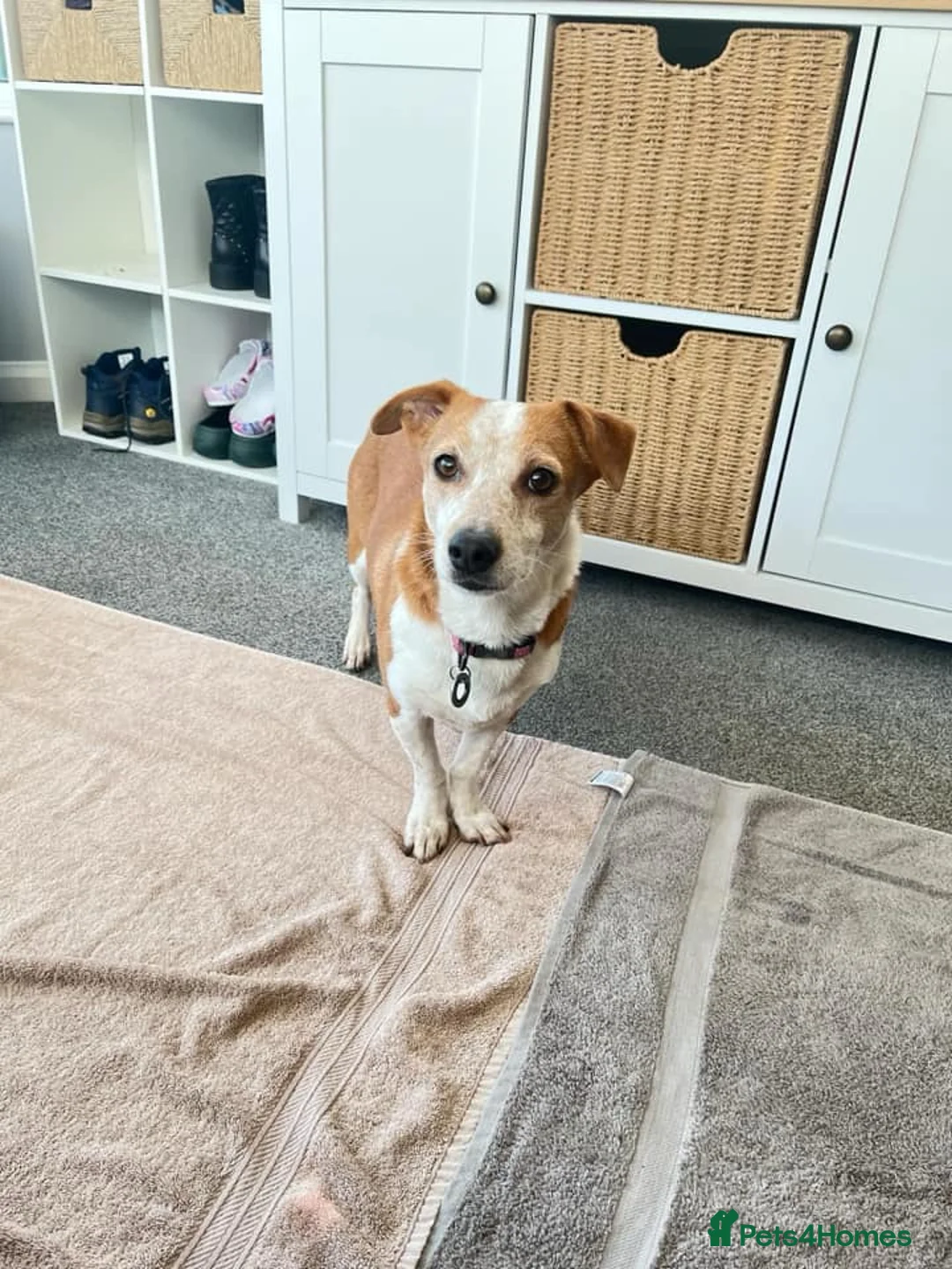 Mixed Breed dogs for adoption: Tessa - Poringland Norfolk  in Norwich - Advert 5