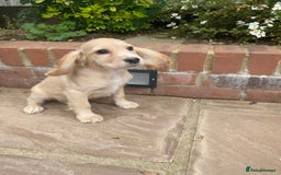 Cocker Spaniel dogs for sale: Gorgeous Adorable Golden Type Cocker  Spaniel  - Image 30