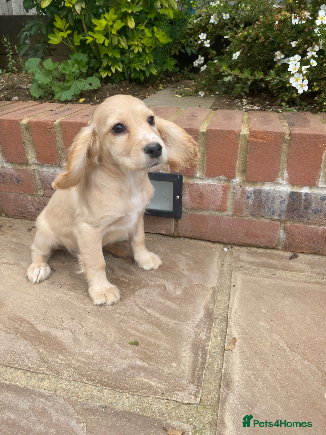 Cocker Spaniel dogs for sale: Gorgeous Adorable Golden Type Cocker  Spaniel  - Image 30