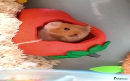 Hamster rodents for sale: Hammy the hamster  - Image 2