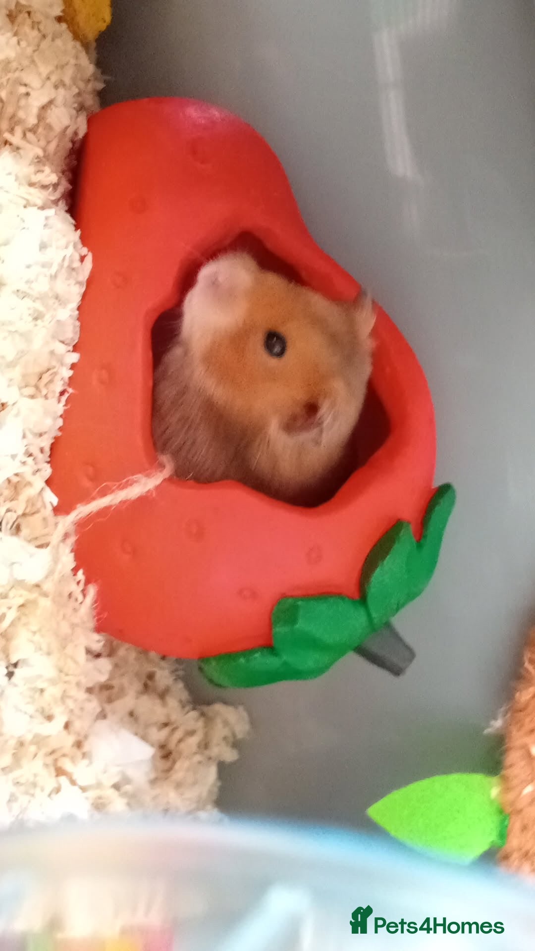 Hamster rodents for sale: Hammy the hamster  - Image 2