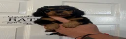 Miniature Dachshund dogs for sale: KC Registered miniature dachshunds  - Advert 3
