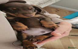 Miniature Dachshund dogs for sale: Miniature daschaund puppies  - Image 3