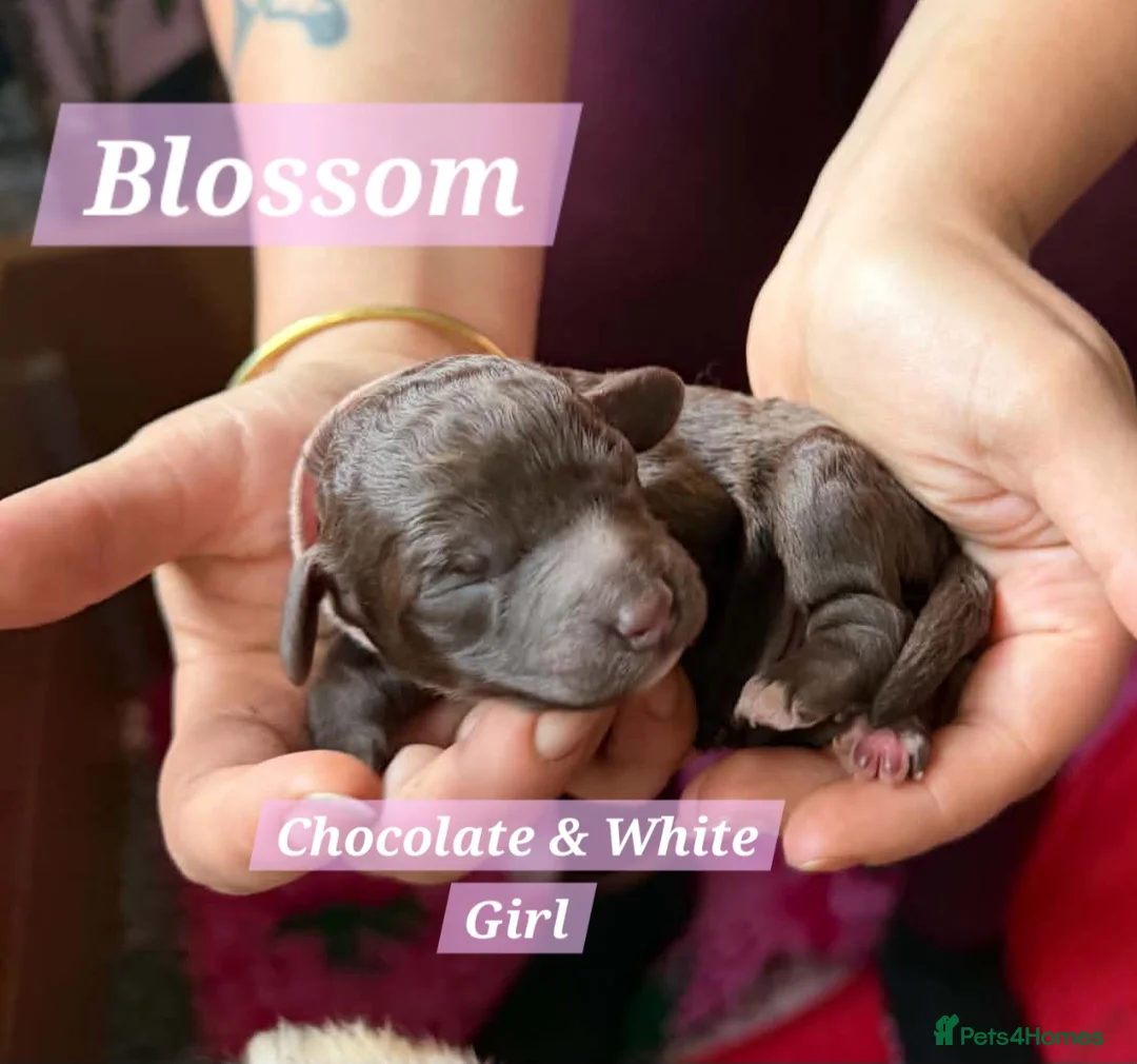 Cockapoo dogs for sale: Multigen Chocolate Merle Cockapoo Puppies - Advert 36