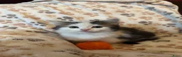 Mixed Breed cats for sale: Stunning kittens ready now - Advert 5