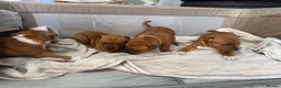 Staffordshire Bull Terrier dogs for sale: 🐾Beautiful Red Staffy Puppies - 2 boys 2 girls 🐾 in Belvedere - Advert 6