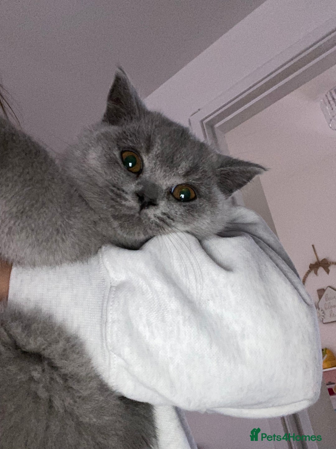 British Shorthair cats for sale: 1 gccf reg blue boy left  - Advert 26