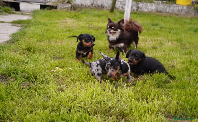 Miniature Dachshund dogs - Advert 10