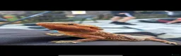 Bearded Dragon reptiles for sale: FREE! Bearded Dragon and Full Set Up - Advert 3