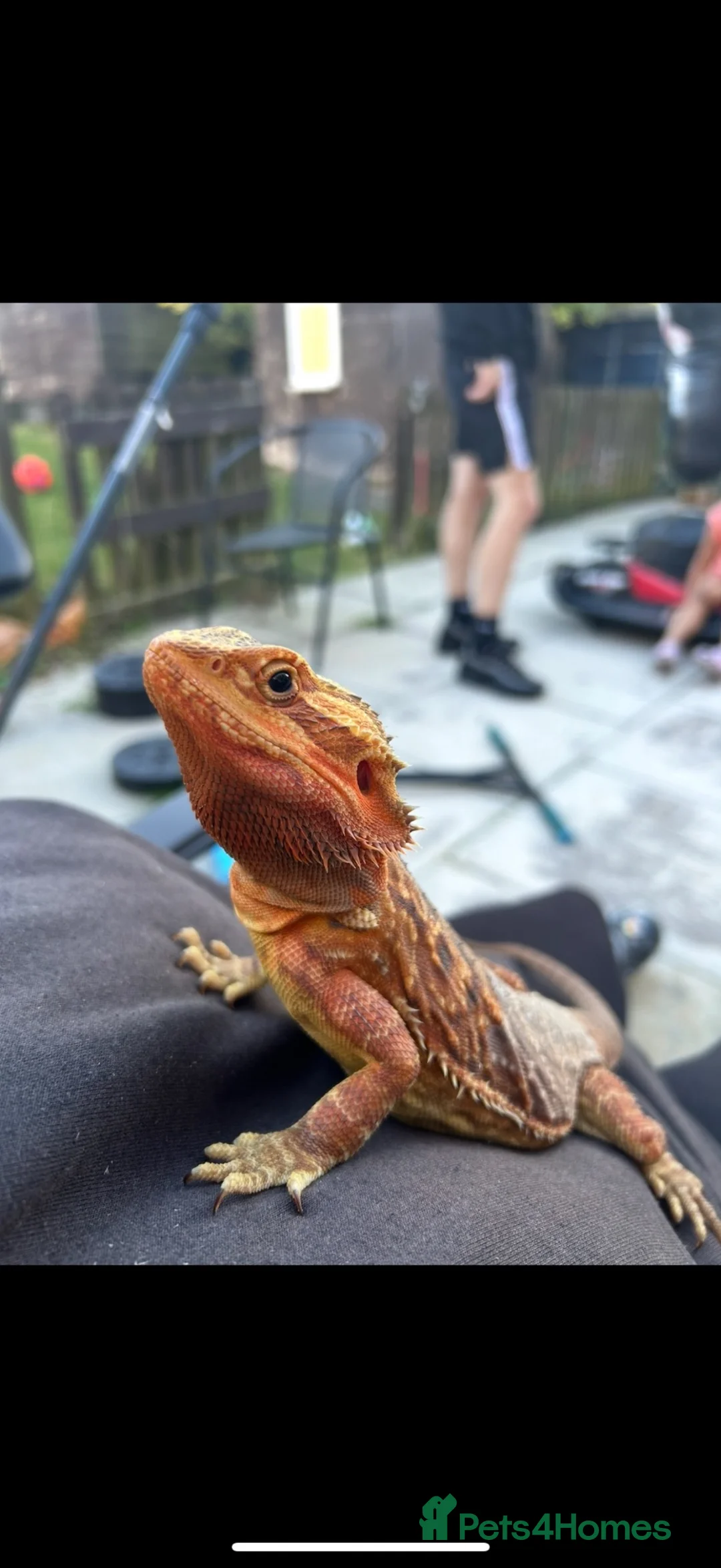 Bearded Dragon reptiles for sale: FREE! Bearded Dragon and Full Set Up - Advert 3
