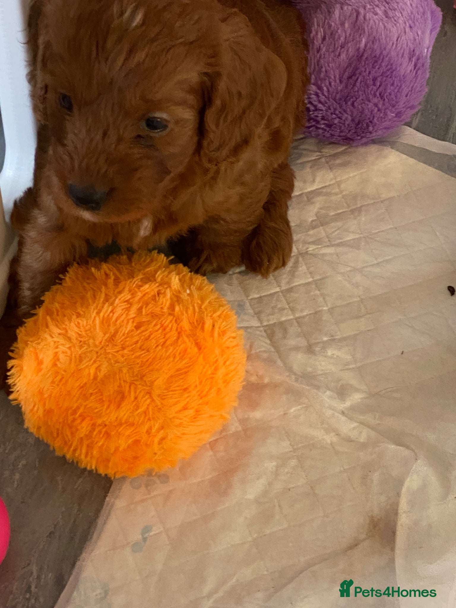 Cockapoo dogs 6 Gorgeous Dark Red F1 Cockapoo puppies - Advert 2