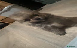 Pomeranian dogs for sale: Pomeranian puppies - Image 9