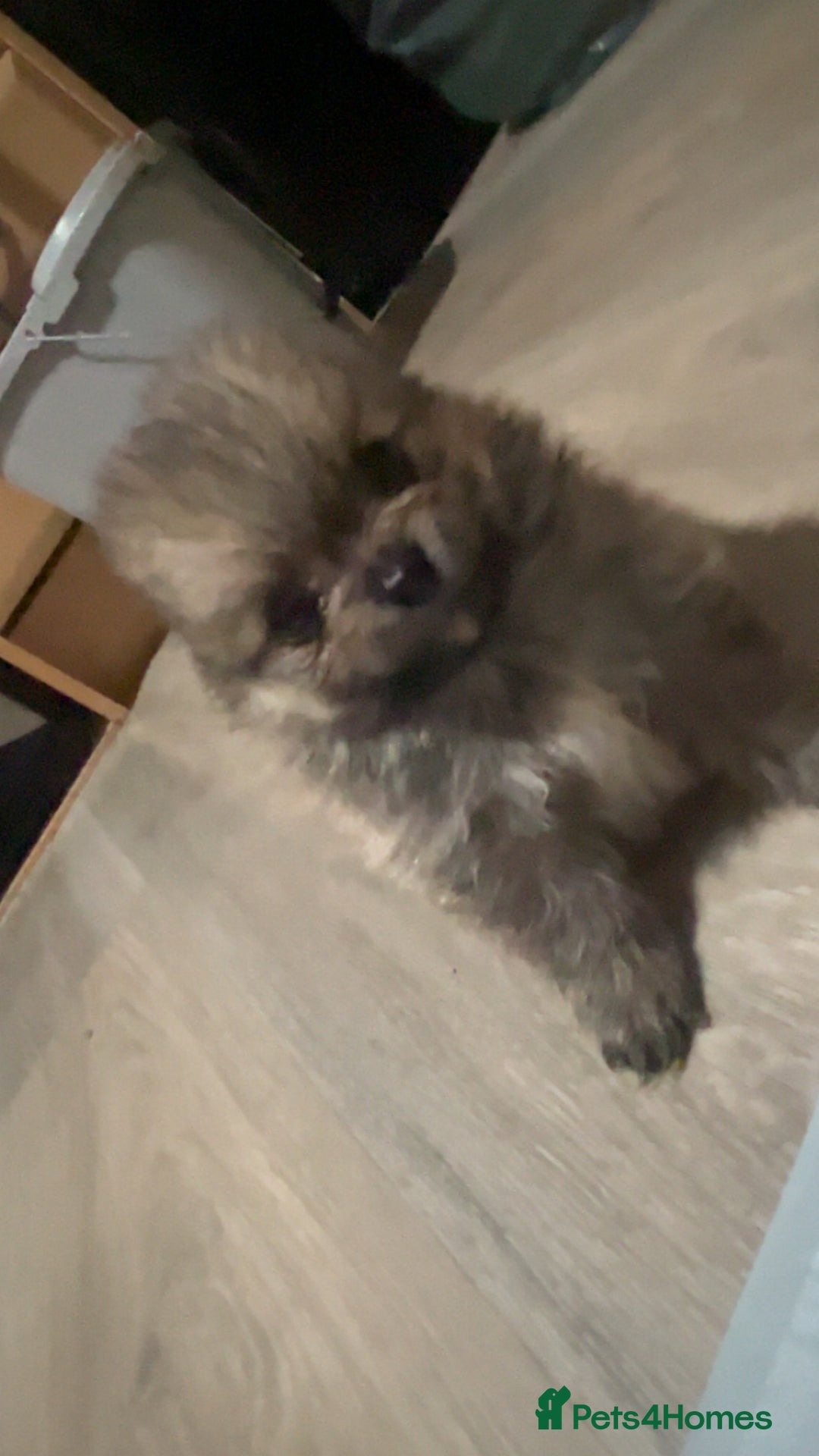 Pomeranian dogs for sale: Pomeranian puppies - Image 9