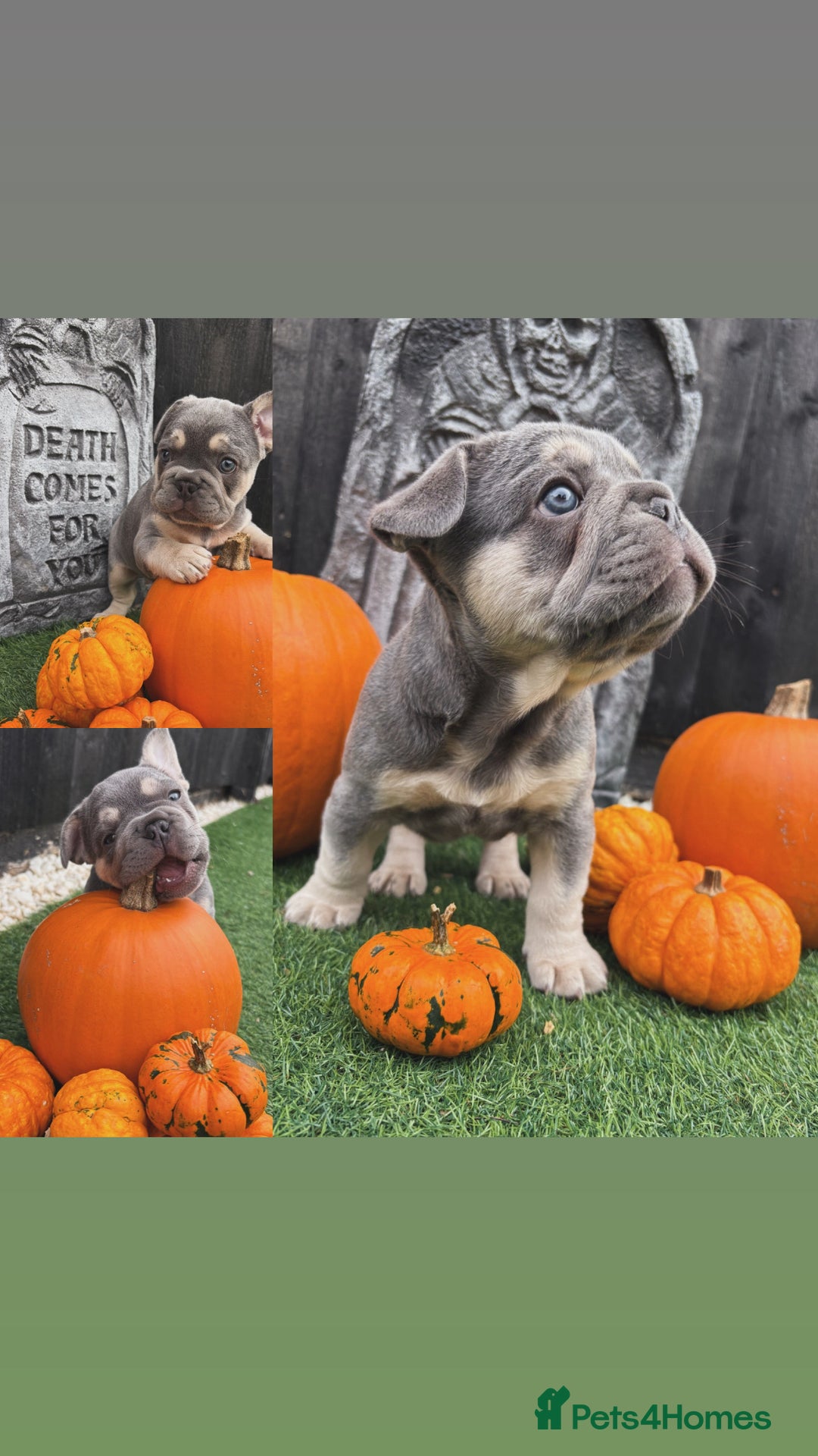 French Bulldog dogs for sale: French Bulldog female puppy - Lilac & Tan  - Advert 9