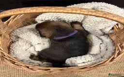 Border Terrier dogs for sale: Gorgeous Border Terrier Puppies looking for homes - Image 16