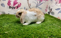 Mini Lop rabbits for sale: Mini lop baby rabbits  - Image 11