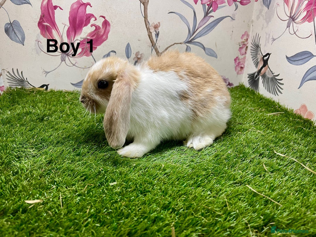 Mini Lop rabbits for sale: Mini lop baby rabbits  - Image 11