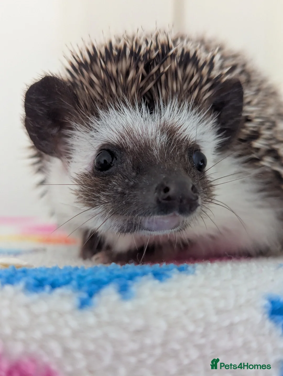 Gallery Image {{count}}