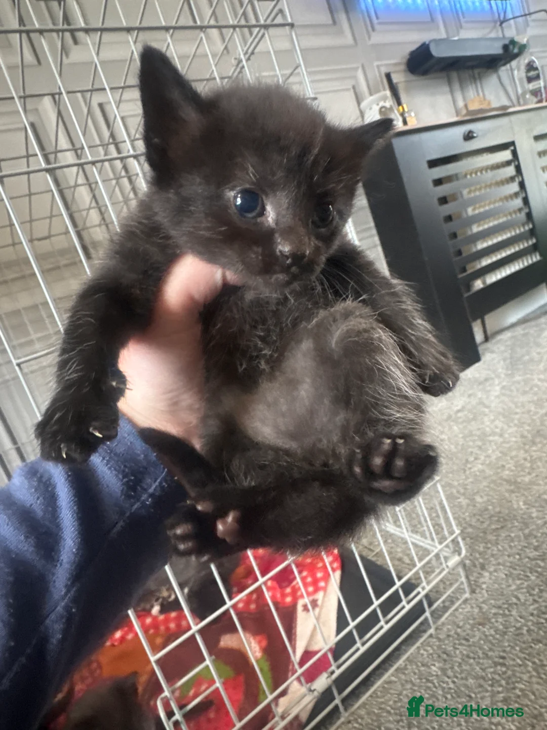 Mixed Breed cats for sale: 3 fur babies, Russian blue x - Advert 4