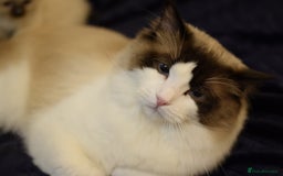 Ragdoll cats for sale: Chunky Ragdoll kittens  - Image 13