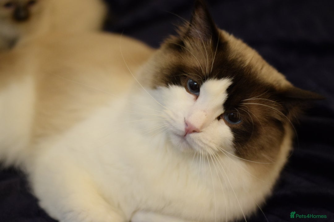 Ragdoll cats for sale: Chunky Ragdoll kittens  - Image 13