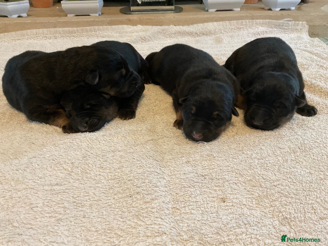 German Shepherd dogs for sale: Quality litter show line/working line puppy’s  - Advert 10