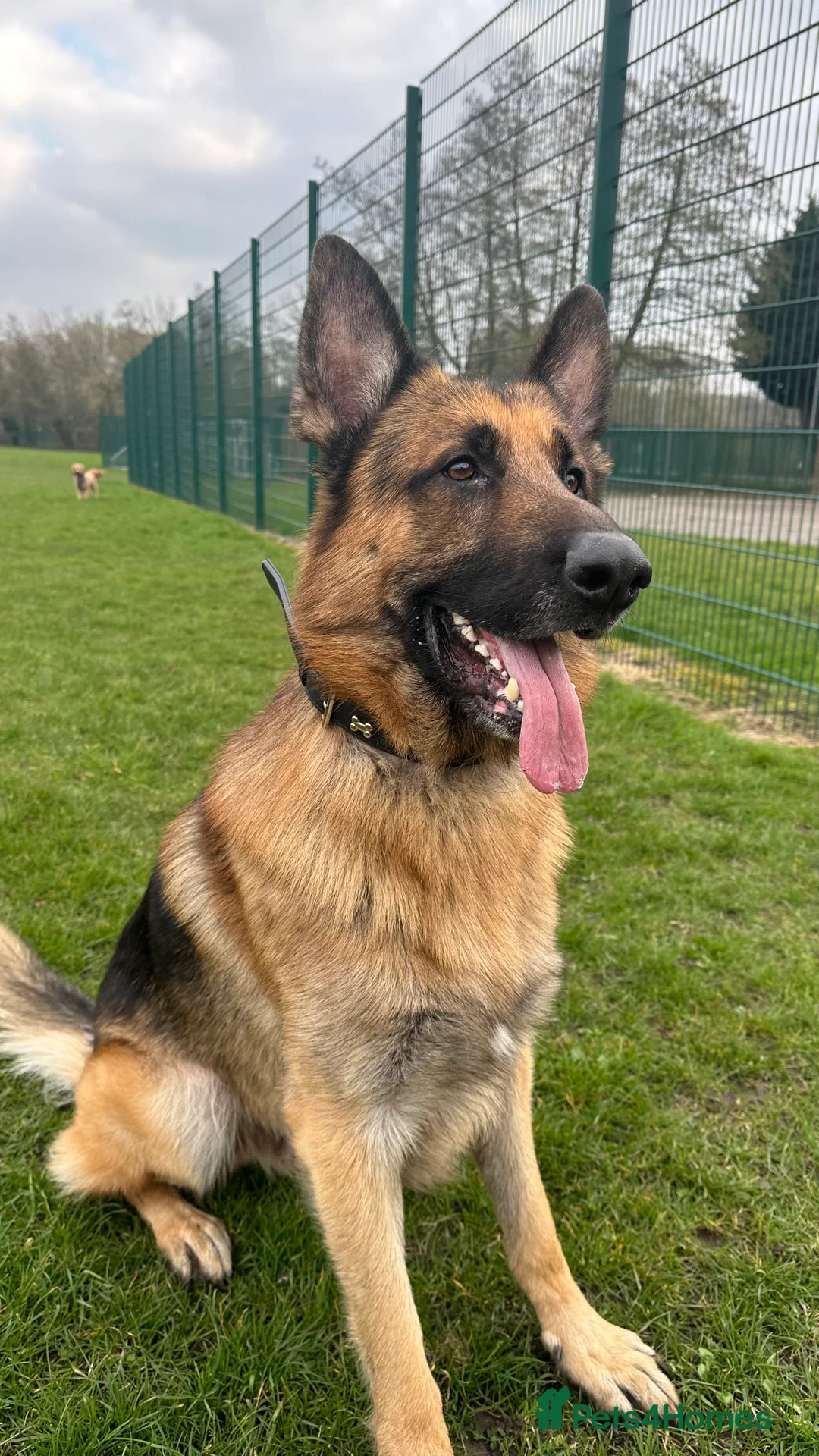 German Shepherd dogs for stud: For Stud Only in Newton-le-Willows - Advert 2
