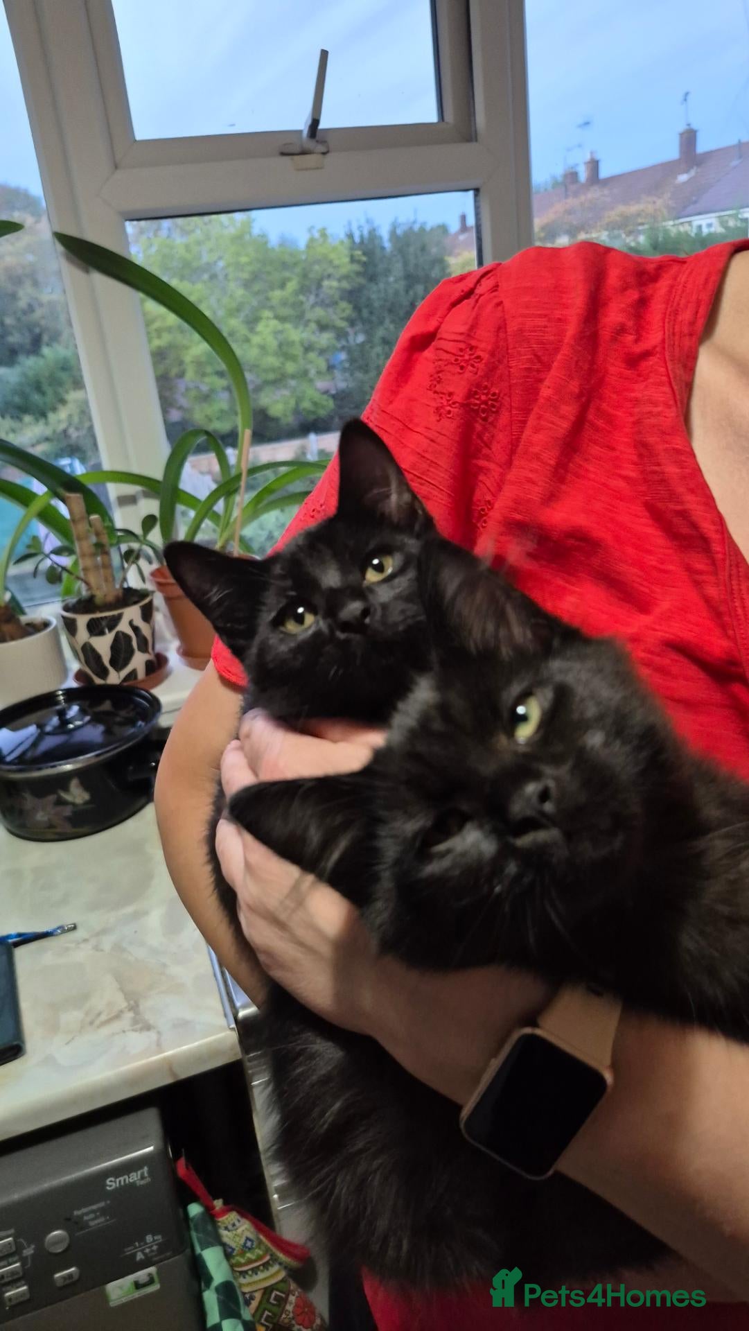 Mixed Breed cats ❤️Beautiful kittens❤️ - Advert 2