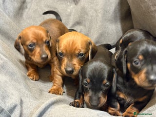 Dachshund dogs Miniature/standard dachshund puppies - Advert 1