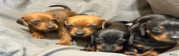Dachshund dogs for sale: Miniature/standard dachshund puppies - Advert 2