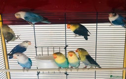 Lovebirds birds for sale: Beautiful lovebirds for sale. - Image 8