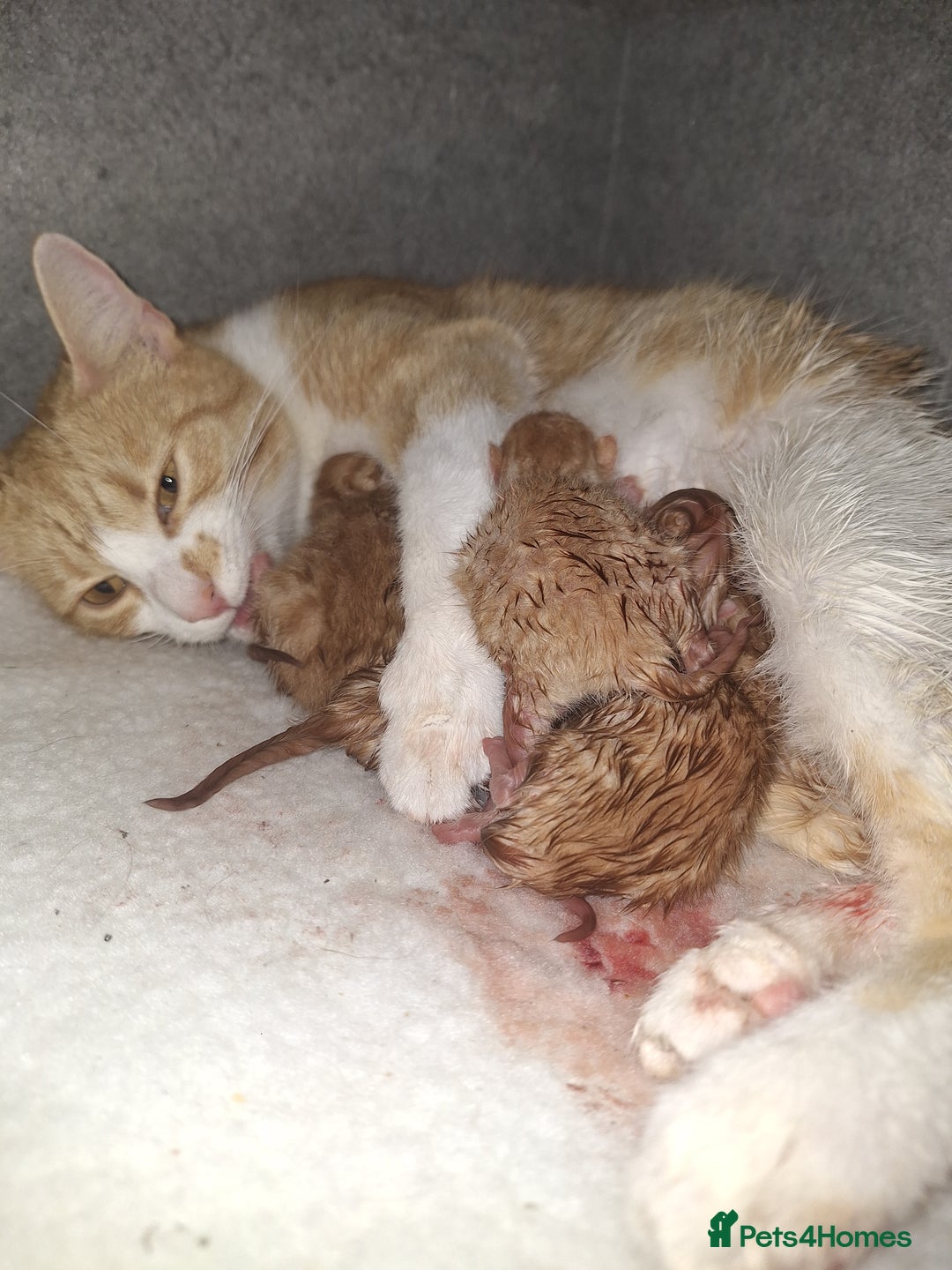Mixed Breed cats for sale: Kittens ready for forever home - Image 21
