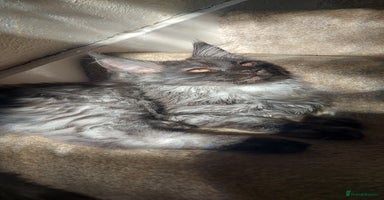 Maine Coon cats - Advert 9