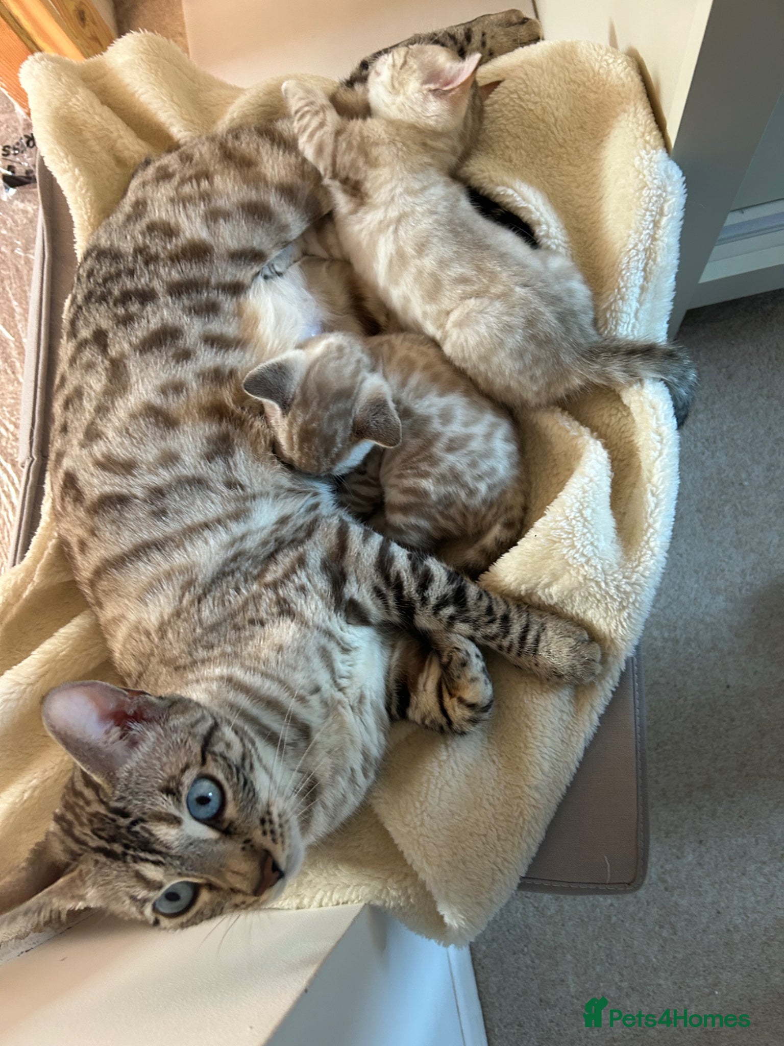 Bengal cats for sale: Snow bengal pure breed kittens  - Advert 16