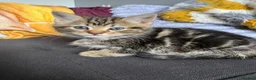 Mixed Breed cats for sale: 12 week old female kitten mixed breed in Alfreton - Advert 13