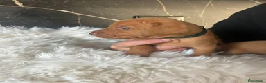 Tyson