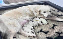 Golden Retriever dogs for sale: ABSOLUTELY GORGEOUS LITTER  - Image 4