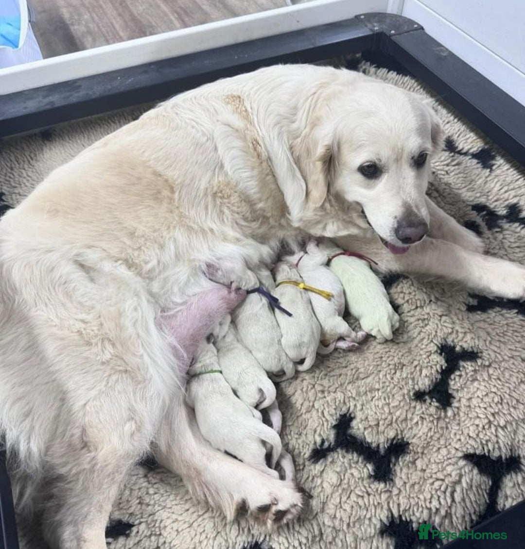 Golden Retriever dogs for sale: ABSOLUTELY GORGEOUS LITTER  - Image 4