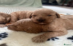 Miniature Poodle dogs for sale: Gorgeous miniature poodles  - Image 9