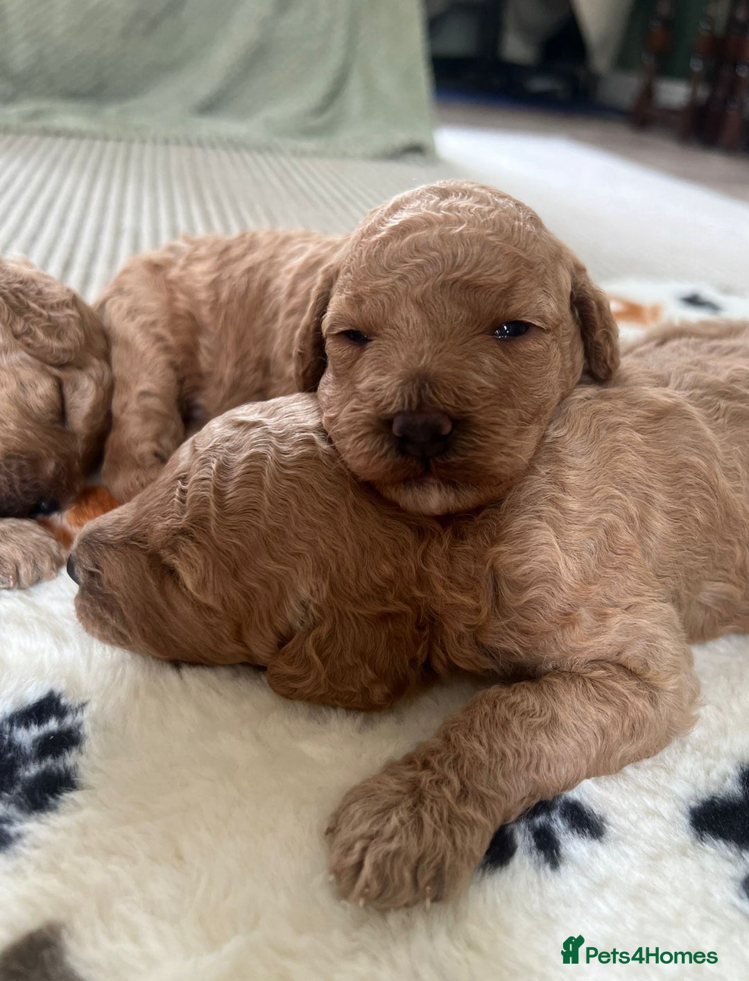 Miniature Poodle dogs for sale: Gorgeous miniature poodles  - Image 9