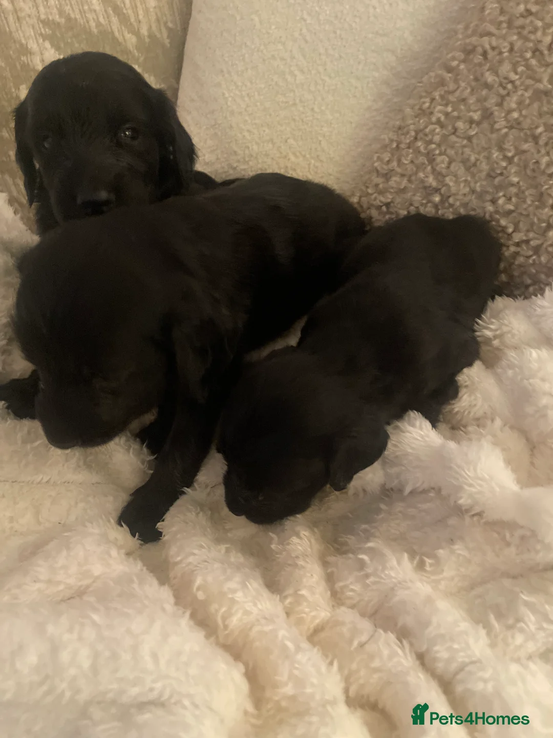Mixed Breed dogs for sale: Gorgeous puppy’s  - Advert 3