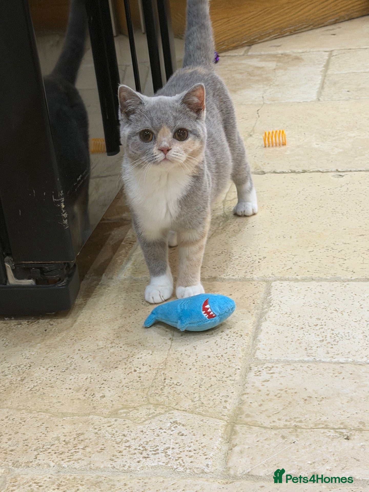 British Shorthair cats READY NOW - FULL PEDIGREE REGISTERED BSH - Advert 2