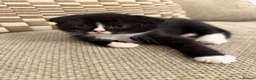Scottish Fold cats for sale: Beautiful British shorthair kittens for sale  in Romford - Advert 2