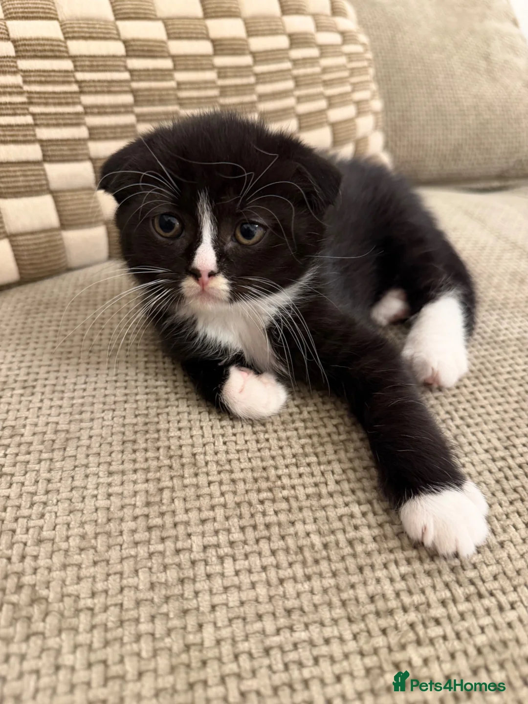 Scottish Fold cats for sale: Beautiful British shorthair kittens for sale  in Romford - Advert 2
